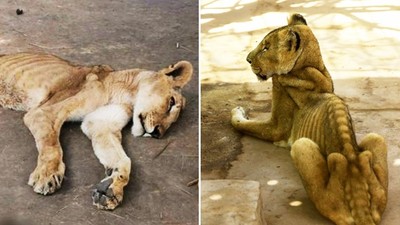 「滿地蛆蟲」爬上獅群！政府砍動物園預算　無辜動物餓昏放著等死
