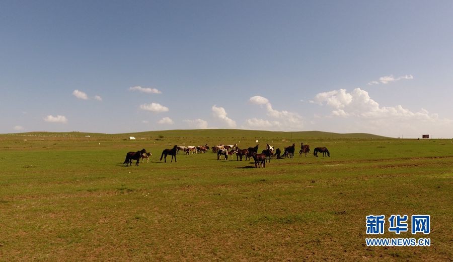 ▲西烏珠穆沁旗內的馬群。（圖／翻攝自《新華社》）