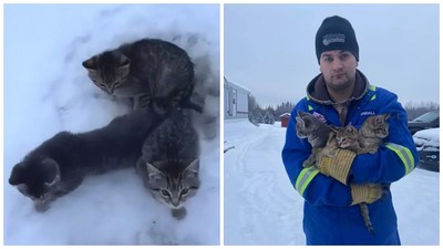 雪地裡遭棄養！3隻小貓「尾巴凍黏在地上」　他驚見後急倒咖啡救援