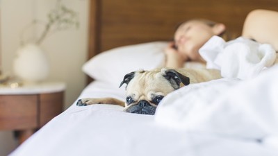 睡眠不足是百病之源！美國實驗證實「睡不好易感冒」　增強免疫力先睡飽