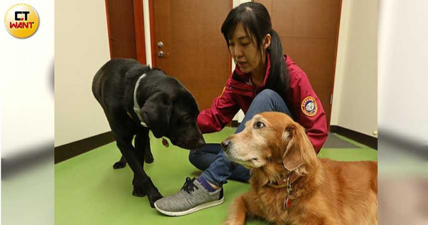  寄養家庭數量不足是導盲犬稀少的重要原因，惠光導盲犬學校主任彭筱涵呼籲愛狗人士踴躍報名，幫忙培育視障者的開路天使。（圖／趙世勳攝）