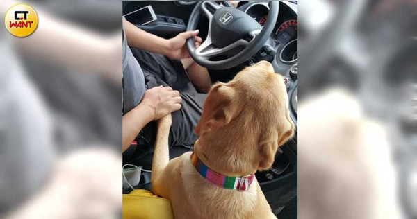 碧文先生起初對培育導盲犬不置可否，狗兒到來後也抵擋不住可愛笑容，「父女」開車出遊時還會緊握著手。（圖／讀者提供）