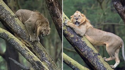 被100隻水牛狂追！猛獅露出「驚嚇表情包」　攝影師憋笑全拍下