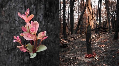 大火熄滅後「艷花盛開」！澳攝影師進入野火災區　拍下朽木上的花芽