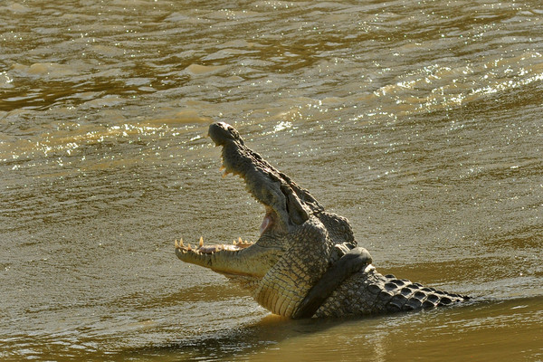 ▲▼印尼中蘇拉威西省帕盧市地方政府宣布，幫鱷魚掙脫輪胎的活動取消。（圖／路透社）