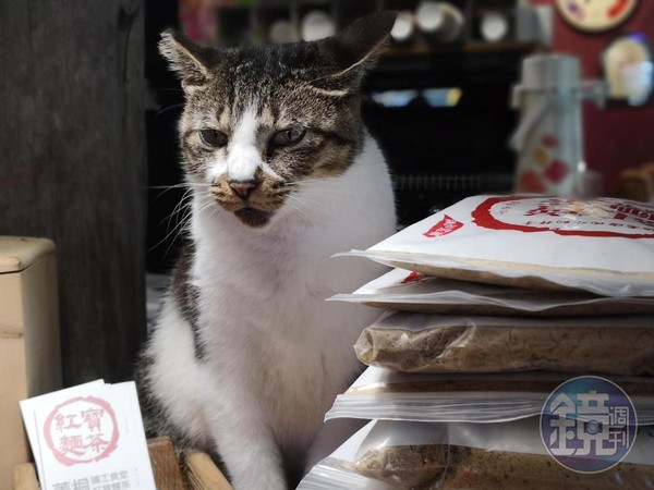 店裡的貓咪好貼心，在櫃台讓客人大方拍照。