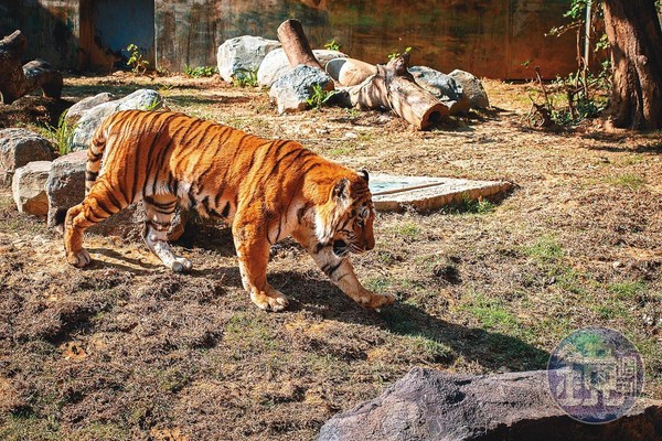 在動物園裡能看到全球僅存4千多隻的孟加拉虎。
