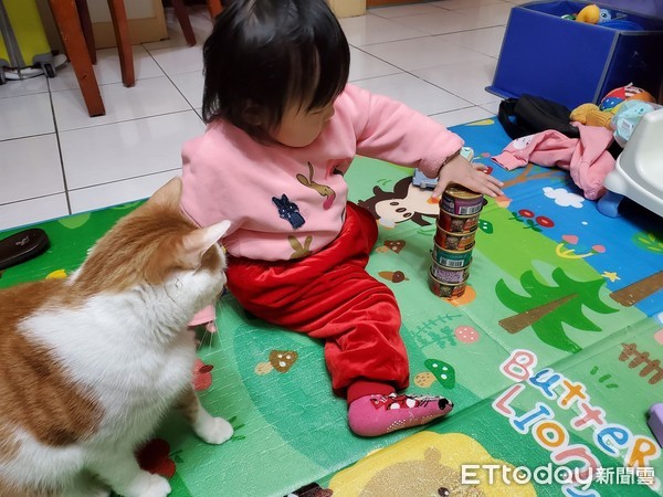 ▲1歲妹妹在玩罐頭疊疊樂，後方橘貓正蠢蠢欲動。（圖／網友鍾宏玠授權提供，下同）