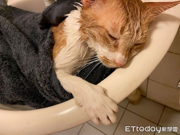 ▲橘貓洗澡睡著。（圖／飼主柳先生提供）
