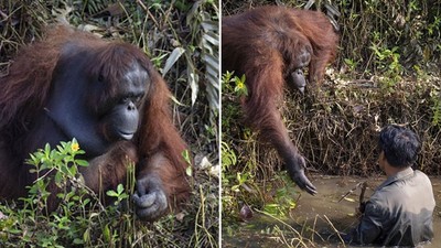 紅毛猩猩毫不遲疑「伸手救人」！受困飼育員感動不已：牠知道水裡有蛇