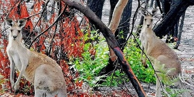 澳洲大火燒死「5億隻動物」　焦黑林地中見袋鼠回眸　攝影師感動：奇蹟！