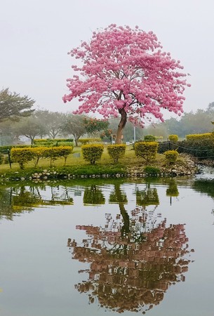 ▲大林鎮明華生態園區花兒綻放。（圖／記者翁伊森翻攝）