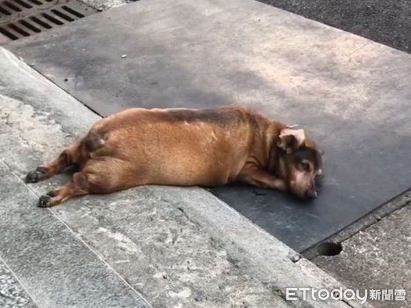 ▲臘腸狗「小豬」趴在家門口的馬路旁休息。（圖／有點毛毛的／網友杜小銘提供）