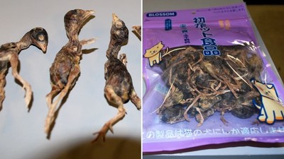 偷帶「小鳥肉乾」闖關！北京旅客急辯是貓糧　美海關霸氣嗆：直接銷毀