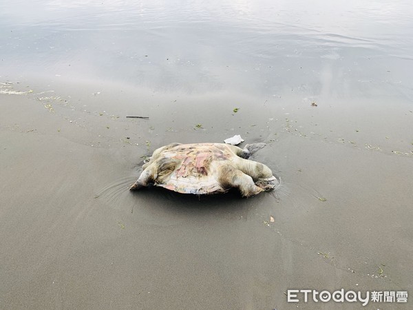 ▲保育類欖蠵龜，命喪台南安平沙灘，在岸上吐血死亡，令人遺憾。（圖／記者林悅翻攝，下同）