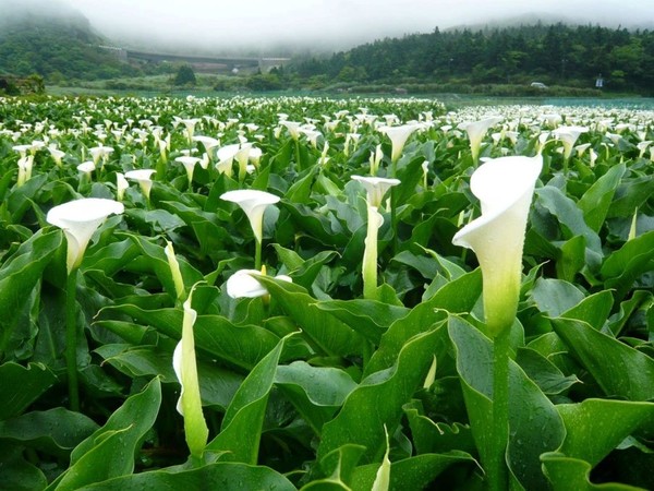 ▲海芋田,繡球花。（圖／北市府產業局提供）