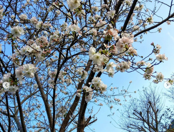 ▲楓樹湖木蓮花2/14花況。（圖／IG@chen8300568提供，請勿隨意翻拍，以免侵權）