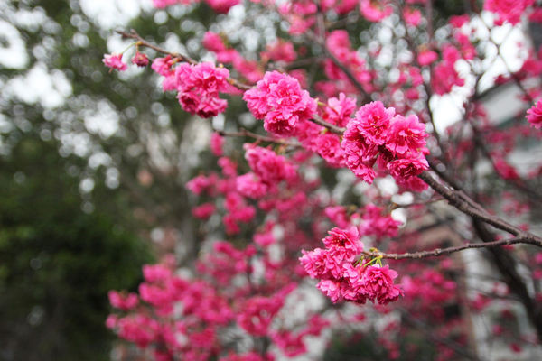 ▲▼木柵道南河濱公園。（圖／泰國劉德華提供）