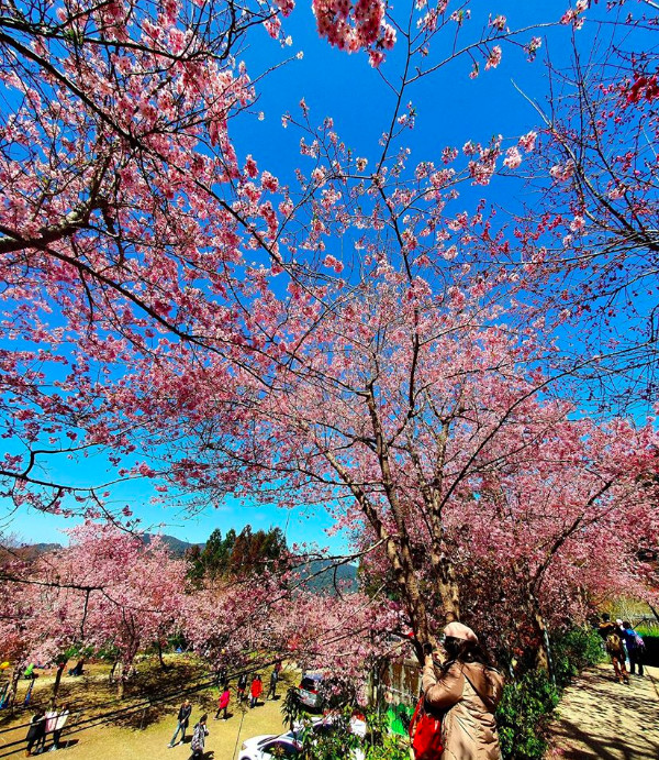 ▲櫻花。（圖／翻攝自《拉拉山 恩愛農場》臉書專頁。）