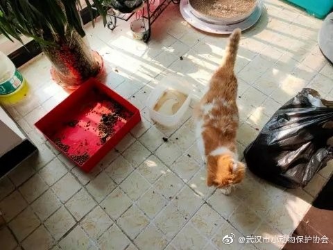 武漢留守毛孩無法餵了。（圖／翻攝自微博@武漢市小動物保護協會）