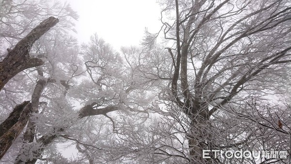 ▲▼太平山山毛櫸步道出現霧淞。（圖／羅東林管處提供）