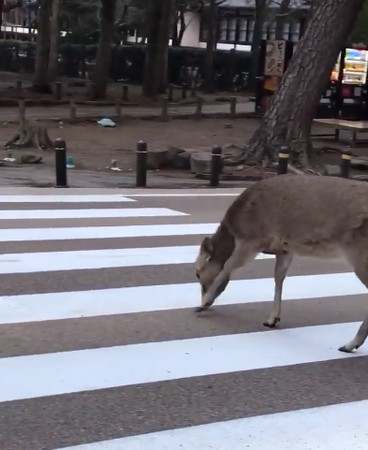 奈良鹿想過馬路，見車禮讓點頭鞠躬。（圖／翻攝自推特用戶@valkyrjagsheryl）