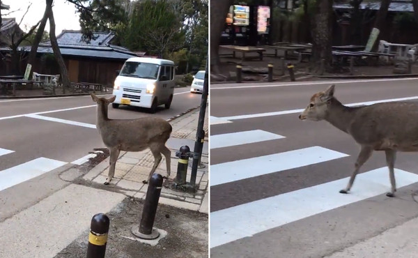 奈良鹿想過馬路，見車禮讓點頭鞠躬。（圖／翻攝自推特用戶@valkyrjagsheryl）