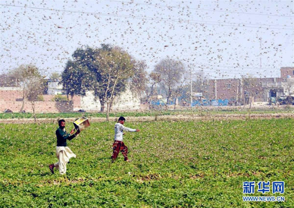 ▲▼巴基斯坦東部旁遮普省奧卡拉地區，農民在田地裡驅趕蝗蟲。（圖／新華社）