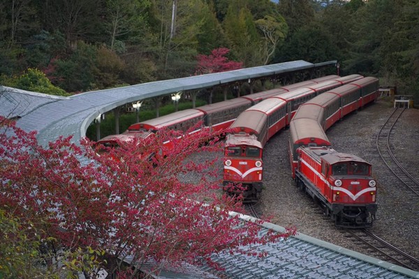 ▲阿里山賞櫻列車。（圖／讀者提供）