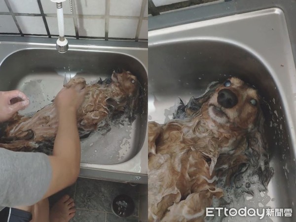 ▲狗狗趴在水槽乖乖洗澡，看起來像是1條魚。（圖／有點毛毛的／網友Yulin Chang提供）