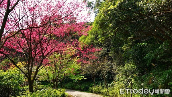 ▲ 賞櫻秘「徑」首選三芝青山路 櫻木花道繽紛綻放美不勝收。（圖／新北市景觀處提供）