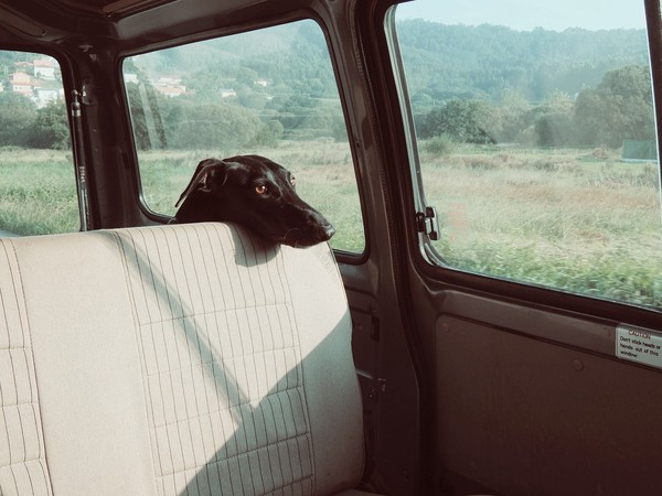 ▲狗獨留車內。（圖／取自免費圖庫pixabay）