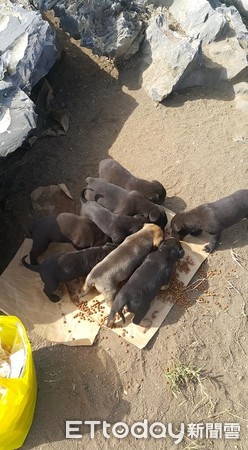 ▲奶汪「頭卡飼料空罐」一整晚　愛媽心疼：還好昨晚沒下雨。（圖／林小慧提供，下同）