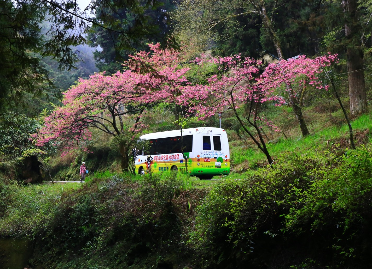 ▲▼ 阿里山國家森林遊樂區電動遊園車。（圖／林務局嘉義林管處提供）