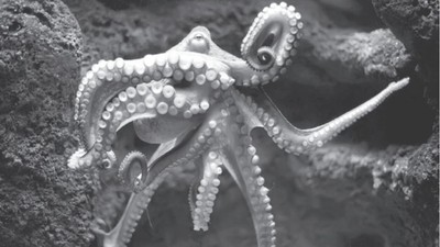 最聰明海生物　章魚成「無脊椎動物」叛徒：智商高拿牡蠣殼蓋房子