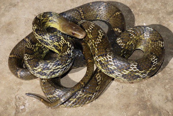 ▲▼Eastern Trinket Snake,毒蛇。（圖／達志影像／示意圖）