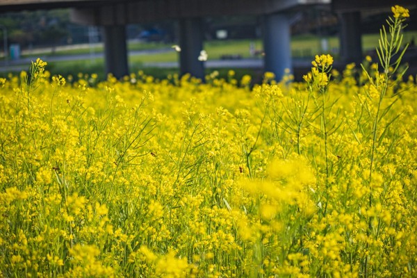 ▲道南右岸河濱公園萬壽橋旁油菜花。（圖／臺北市政府工務局水利工程處提供）