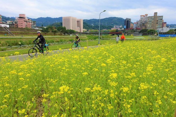 ▲道南右岸河濱公園萬壽橋旁油菜花。（圖／臺北市政府工務局水利工程處提供）