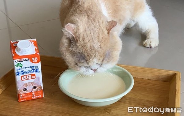 ▲貓喝牛奶。（圖／東森寵物雲商店）
