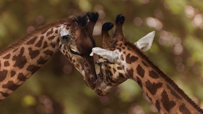 為繁衍下一代連尿都敢喝！長頸鹿超狂「求偶行為」　舔尿舔到能交配為止