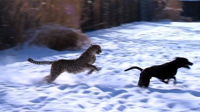 狗和獵豹在雪地比賽跑，誰才是勝者？