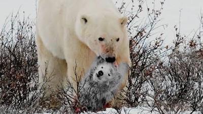 餓壞了「只好吃同類」！幼熊遭公北極熊追殺　母熊眼睜睜看孩子被扯爛