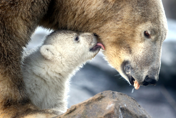 ▲北極熊「嘴刁幼熊屍頭」吃下肚　暖化致極地悲歌不斷上演。（圖／路透）