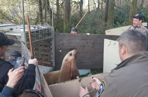 ▲▼海獅誤闖林地仰頭「懷疑獅生」 警察遊艇運3公里送牠回家。(圖/翻攝自Cowlitz County Sheriff`s Office臉書) ▲▼海獅誤闖林地仰頭「懷疑獅生」 警察遊艇運3公里送牠回家。(圖/翻攝自Cowlitz County Sheriff`s Office臉書)