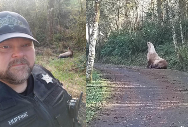 ▲▼海獅誤闖林地仰頭「懷疑獅生」 警察遊艇運3公里送牠回家。(圖/翻攝自Cowlitz County Sheriff`s Office臉書) ▲▼海獅誤闖林地仰頭「懷疑獅生」 警察遊艇運3公里送牠回家。(圖/翻攝自Cowlitz County Sheriff`s Office臉書)