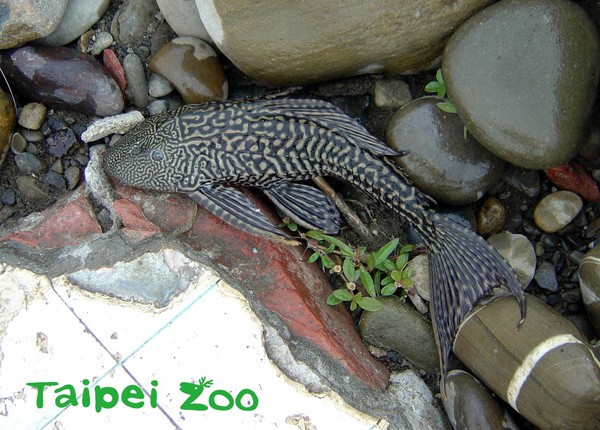 琵琶鼠遭棄養，影響台灣河川生態。（圖／臺北市立動物園提供）
