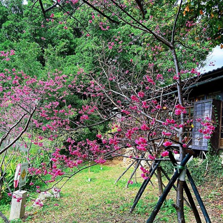 ▲新竹公園228花況。（圖／shuyu1224提供，請勿隨意翻拍，以免侵權）