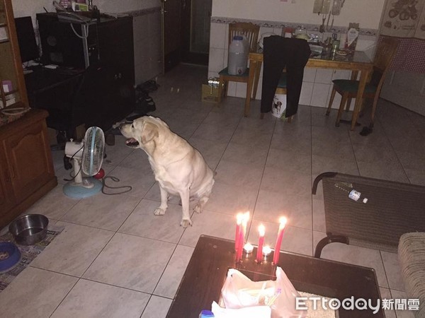 停電點蠟燭！拉拉以為有生日蛋糕。（圖／網友雷福龍提供，請勿隨意翻拍，以免侵權。）
