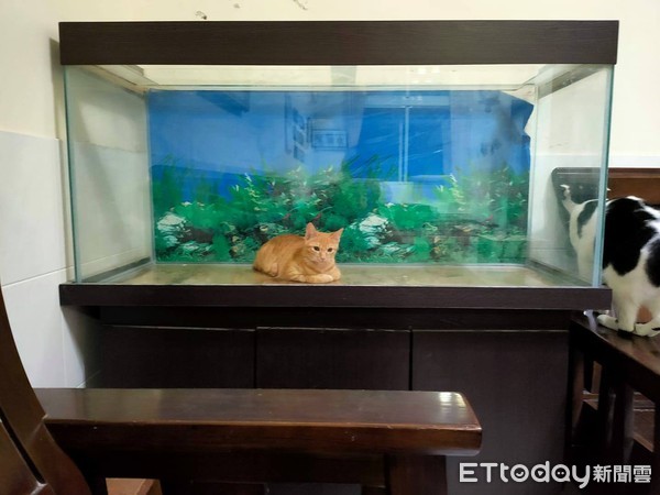 ▲▼巨大貓貓魚入侵魚缸。（圖／網友徐佩鈴授權提供）