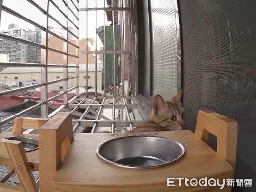 ▲小貓用餐後乖乖坐在空碗旁休息。
